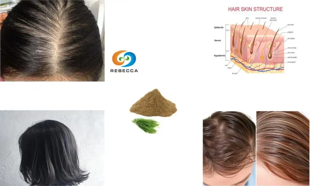 Is horsetail powder good for hair growth?